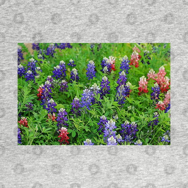 Field of Multicolored Bluebonnets by elisewied